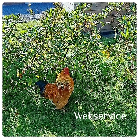 'T Zwientje Ermelo Dış mekan fotoğraf